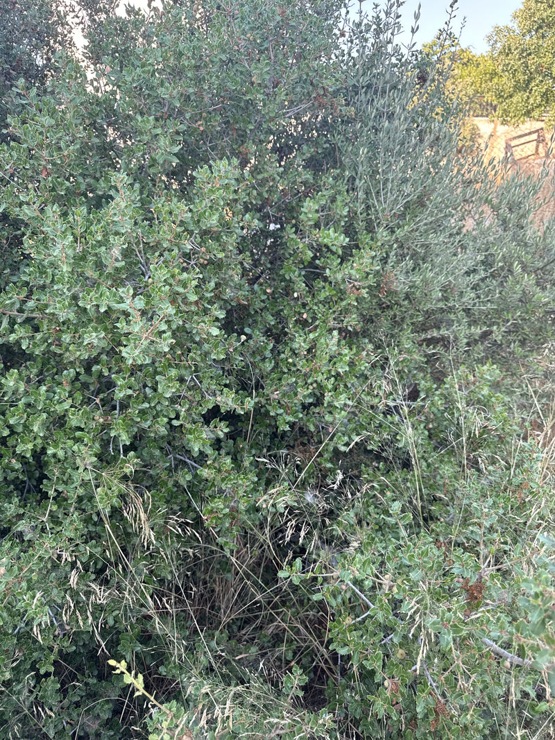 Quercia Kermes — Bild 4