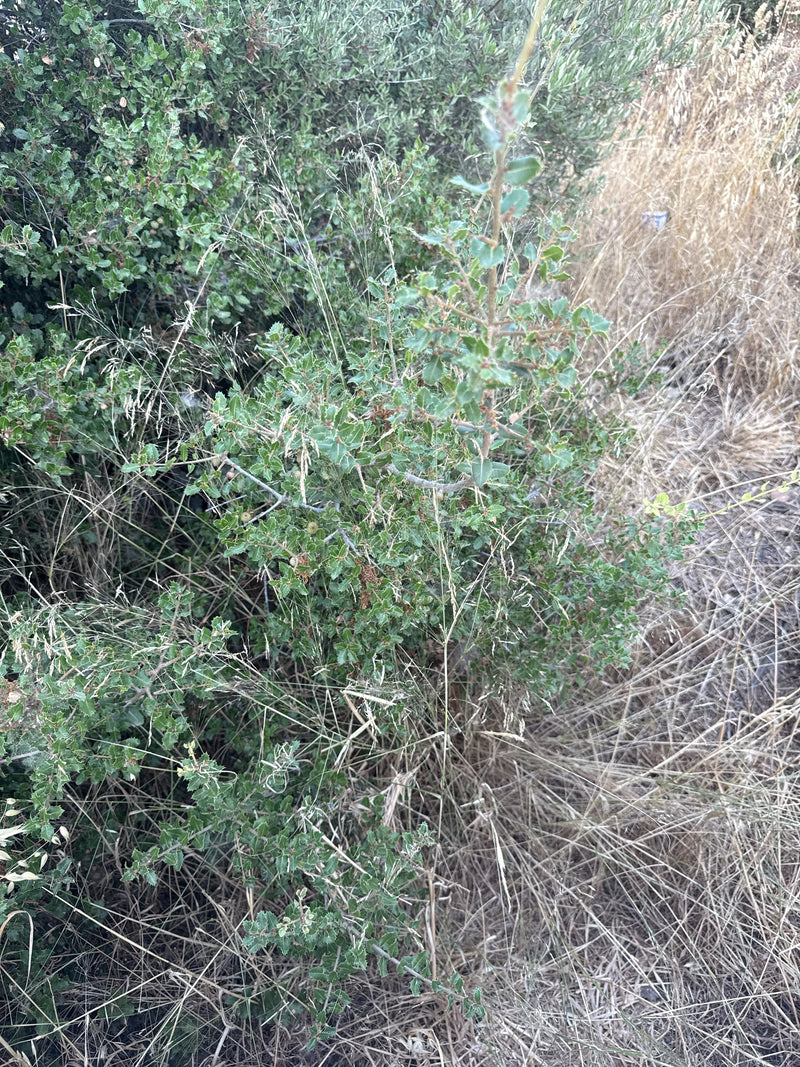 Quercia Kermes — Bild 2