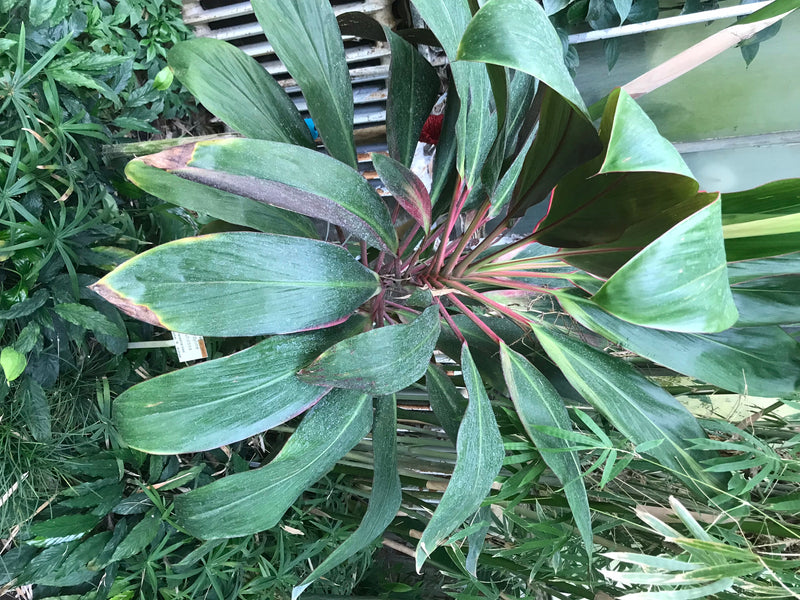 Si vede una cordyline dall'alto con grandi foglie verdi e steli rossi. Cresce in mezzo ad altre piante.