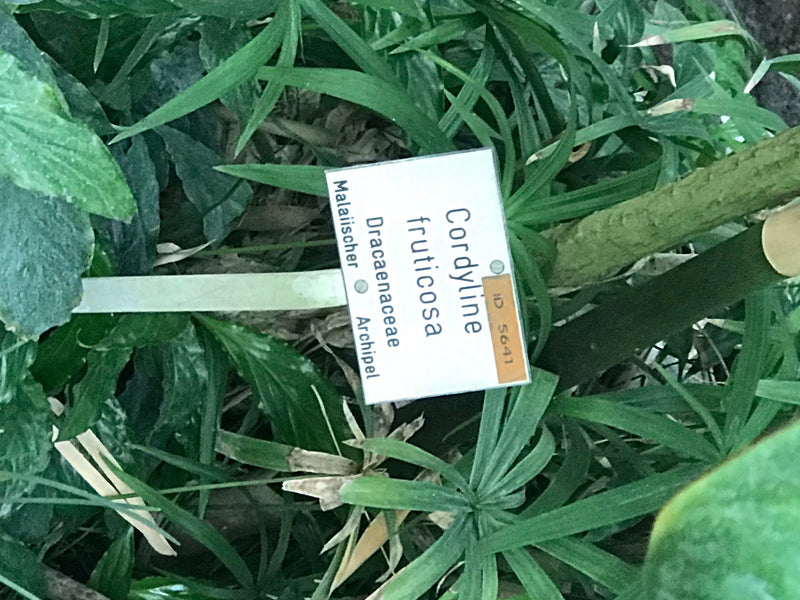È visibile un'etichetta per piante con il nome Cordyline fruticosa, posizionata in mezzo a foglie di piante verdi.