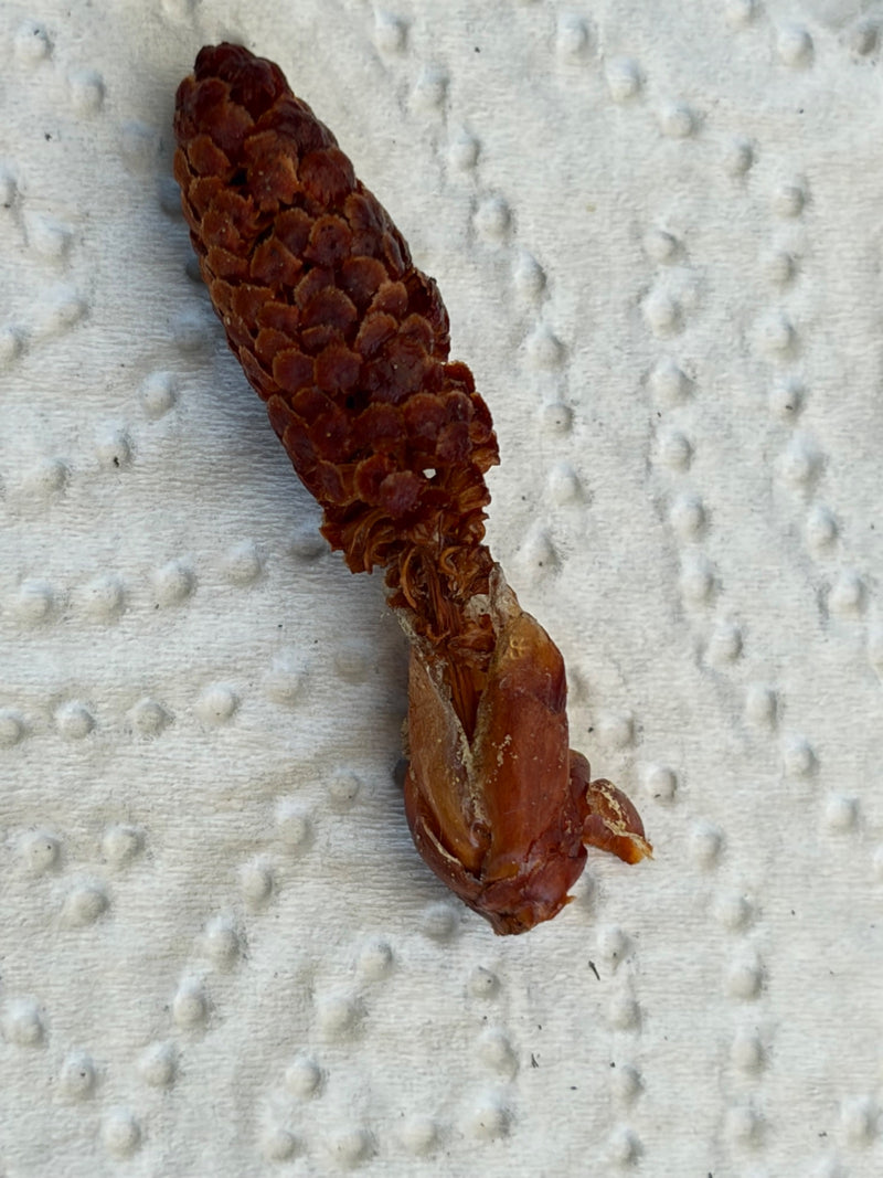 Mascella — Bild 1