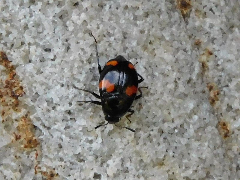 Coccinella palla di pino — Bild 1