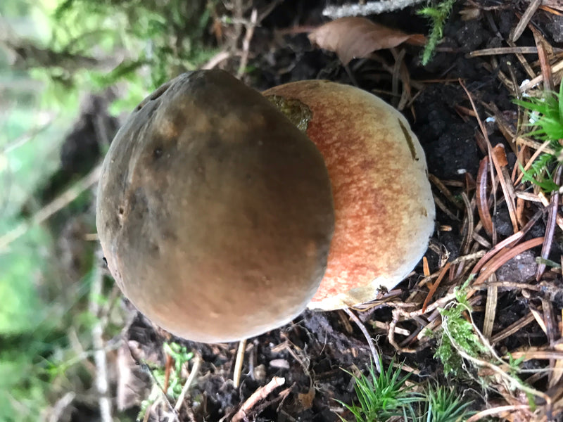 Kiefern-Steinpilz — foto 2 di 2