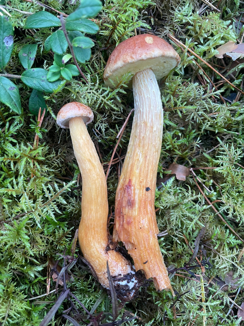 Kiefern-Steinpilz — foto 1 di 2