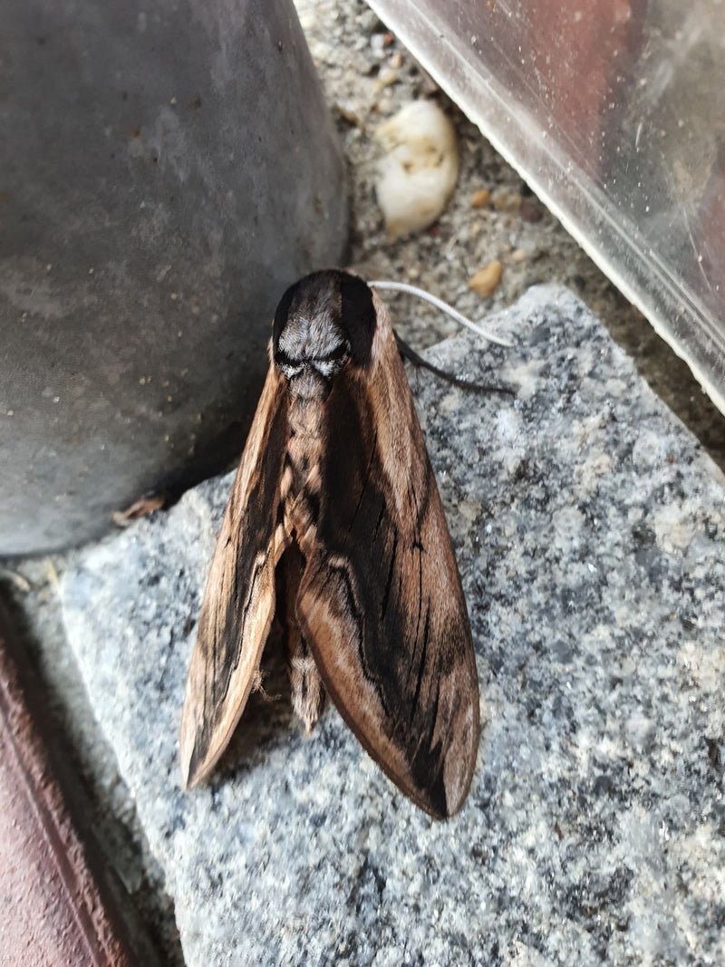 Falena del pino — Bild 1