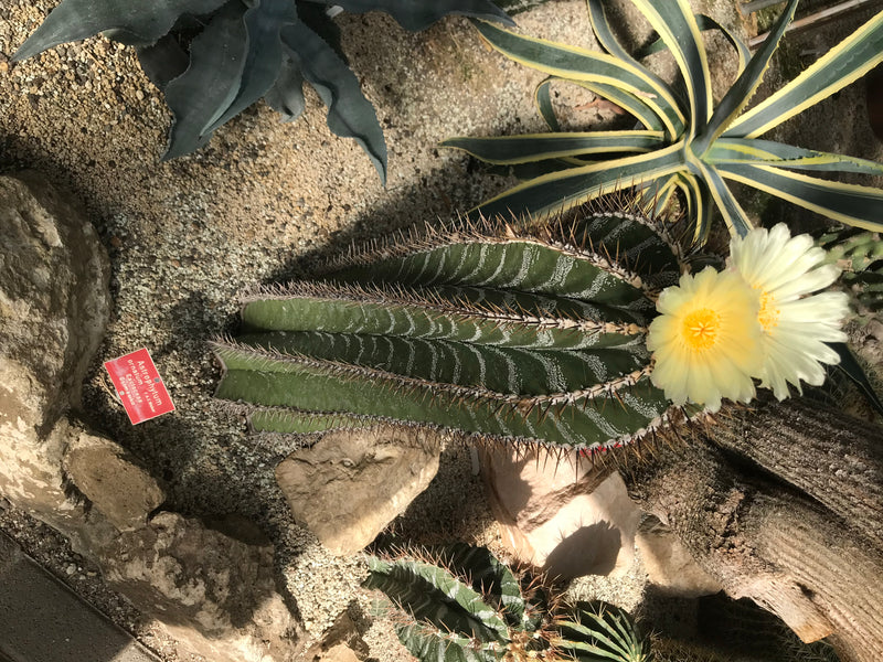 Un cactus Astrophytum ornatum in fiore con grandi fiori gialli cresce su terreno sassoso accanto ad agavi.