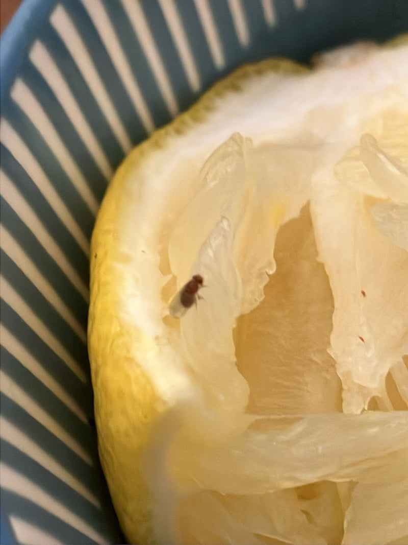 Mosca dell'aceto di ciliegia — Bild 1