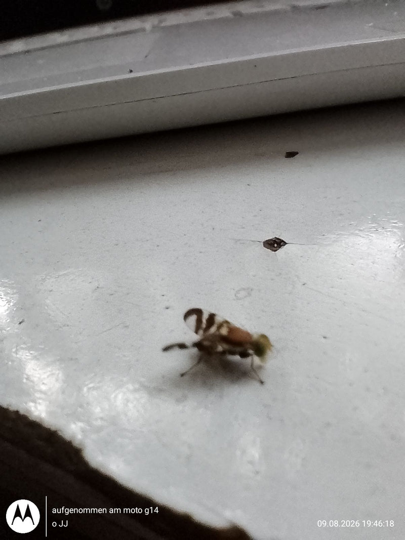 Mosca europea della frutta del ciliegio — Bild 1