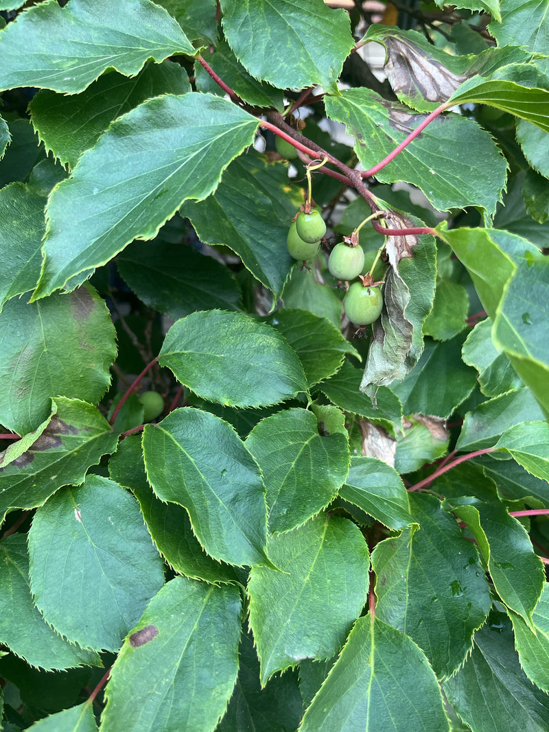 L'immagine mostra foglie verdi e piccoli frutti acerbi di una pianta di kiwi. I gambi rossastri e le foglie dentate pendono da una pianta rampicante.