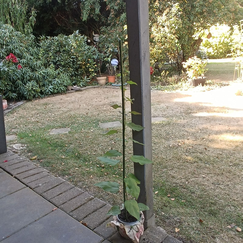 Si vede una giovane pianta di kiwi in un vaso che si arrampica su un sostegno. Lo scatto mostra la pianta in un giardino.