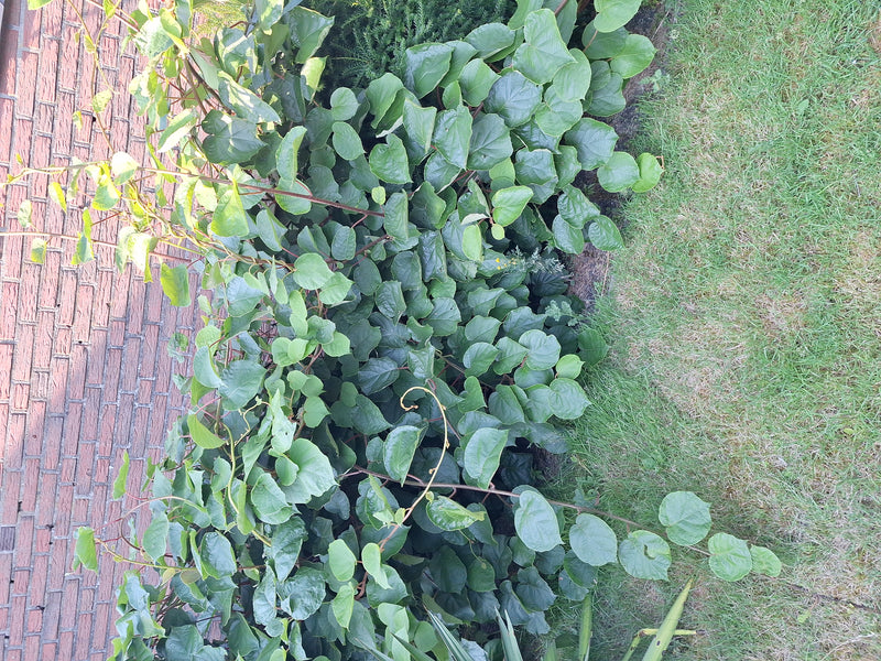 L'immagine mostra una pianta di kiwi sana con numerose foglie verdi. Si arrampica lungo un muro di mattoni rossi in un giardino.