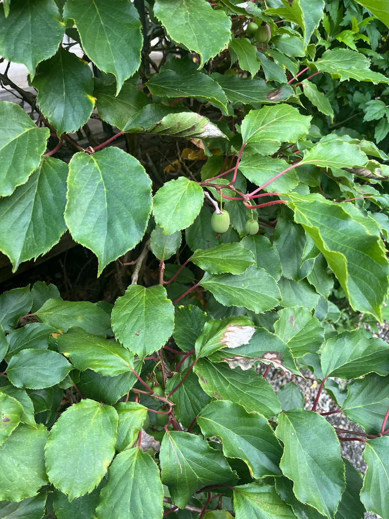 L'immagine mostra foglie verdi e alcuni frutti acerbi di una pianta di kiwi. La pianta cresce su tralci in un ambiente naturale.