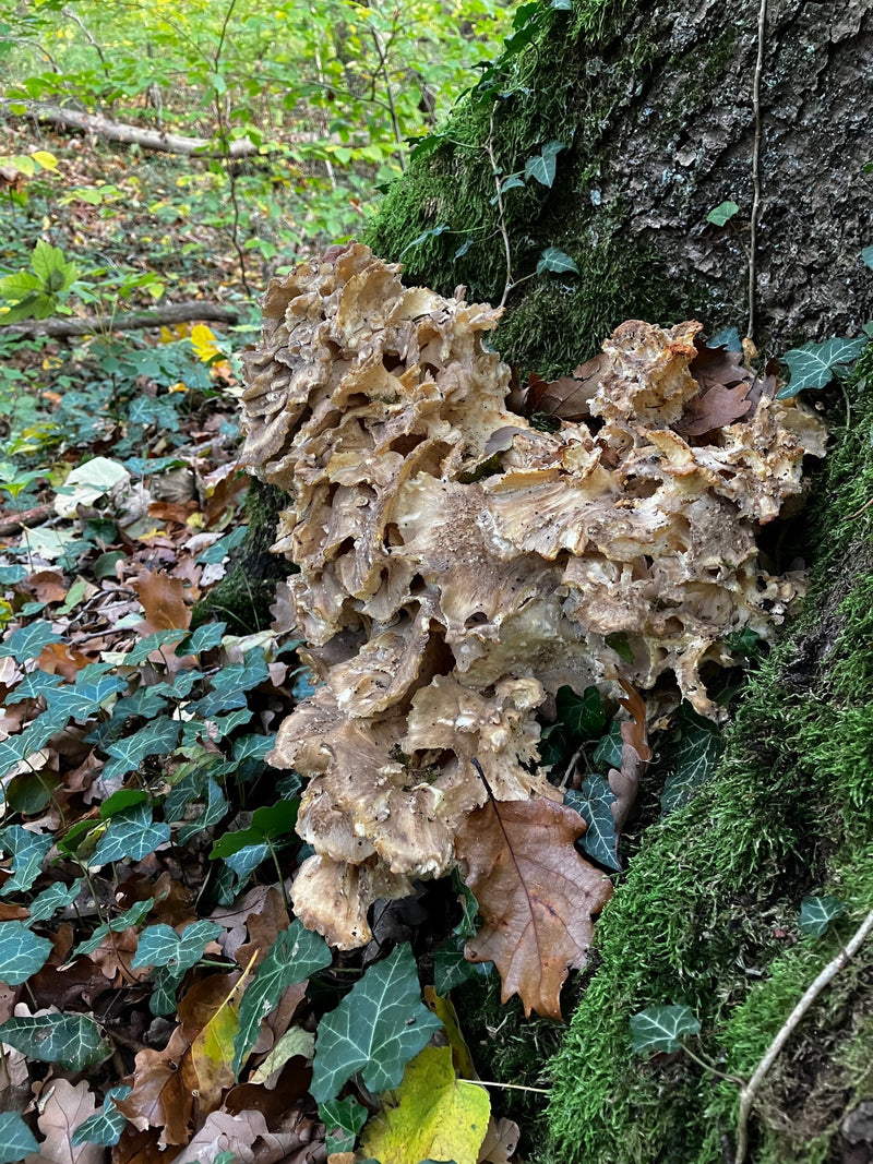 Un grande corpo fruttifero a cespo di Grifola frondosa cresce alla base muschiosa di un albero di latifoglie nel bosco.