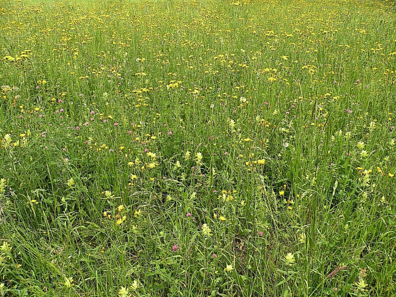 Si vede un prato fiorito esteso con molti fiori gialli e isolati rosa e graminacee. L'immagine mostra l'habitat in una panoramica generale.