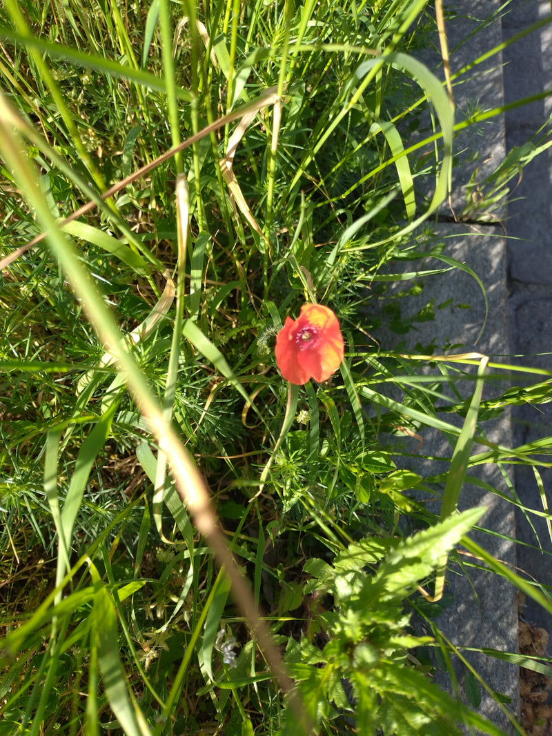 Papavero — Bild 3