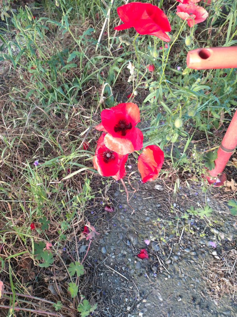 L'immagine mostra diversi fiori di papavero rosso brillante che crescono in un prato. Le piante si trovano tra erba verde e terreno asciutto.