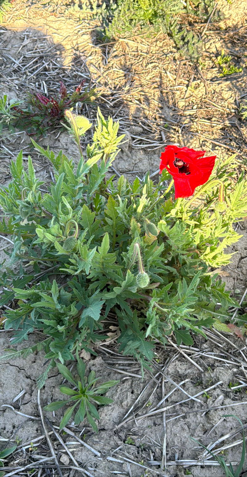 Papavero — Bild 1
