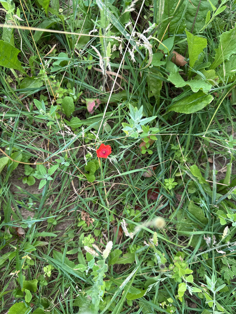 Un papavero rosso fiorisce in vista dall'alto in mezzo all'erba verde e alla vegetazione del prato.
