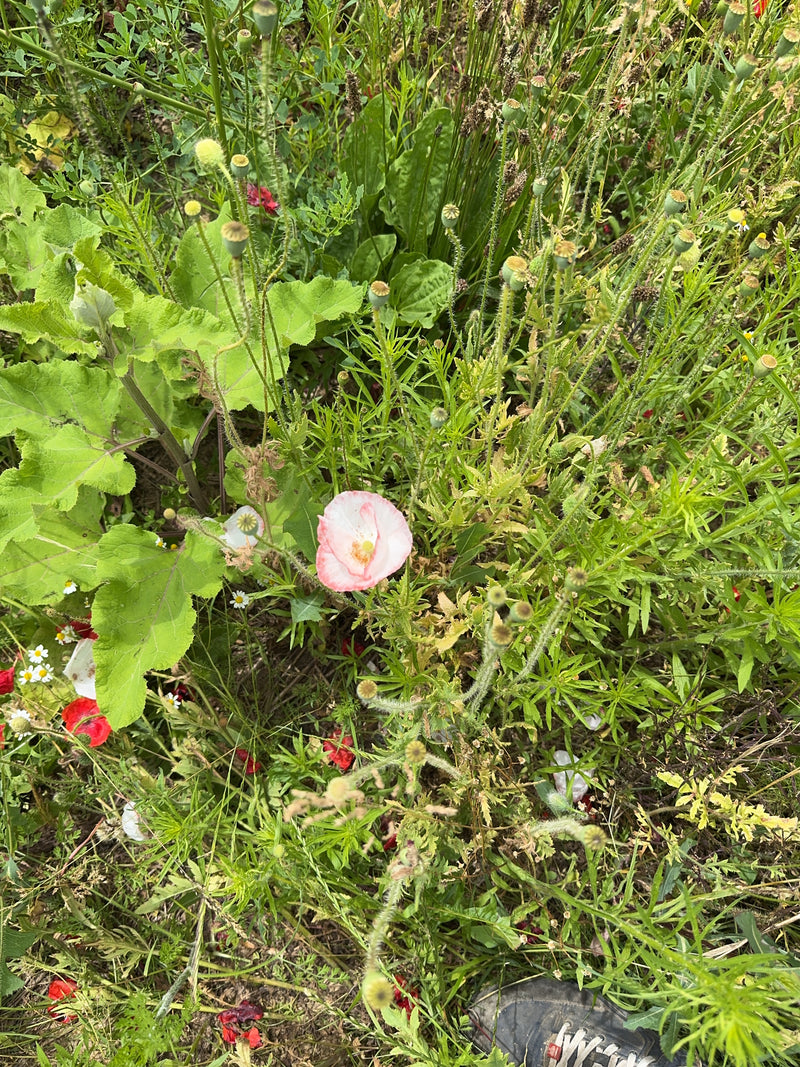 Si vede un singolo papavero di colore chiaro in mezzo all'erba verde e ad altri boccioli. Lo scatto mostra la pianta dall'alto nel suo ambiente naturale.