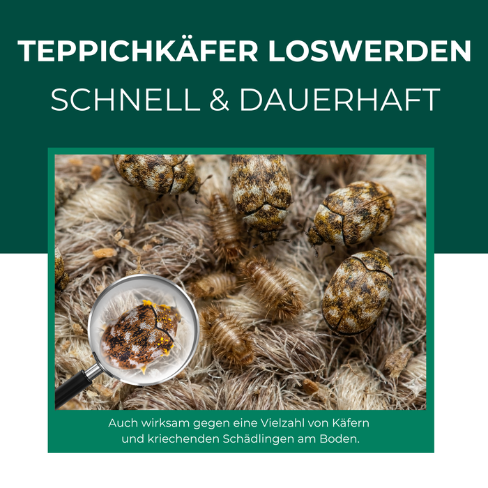Klebefalle gegen Teppichkäfer – wirksam gegen Teppichkäfer, Pelzkäfer, Wollkrautblütenkäfer und verwandte Arten