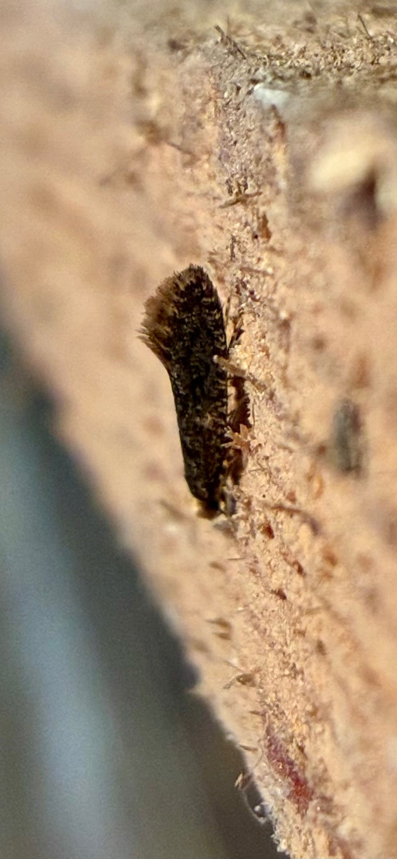 L'immagine mostra una tumola dei vestiti vista di profilo che riposa su una superficie di legno ruvida. Il piccolo insetto mostra la sua tipica forma delle ali.