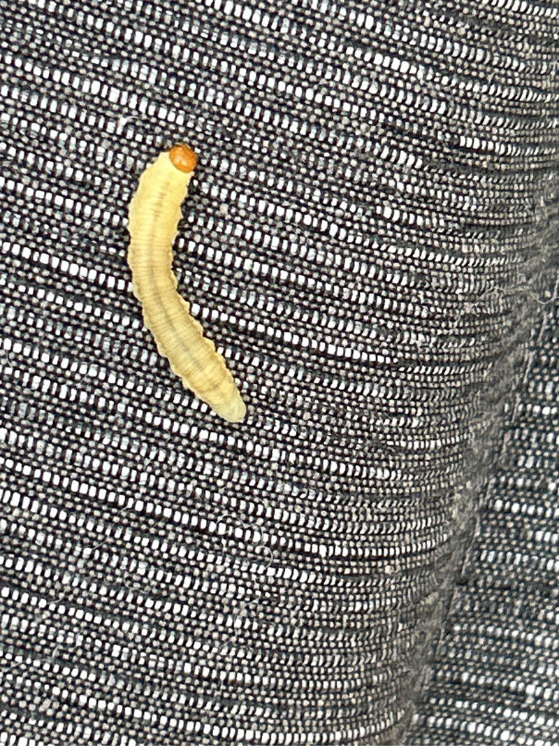 È visibile la larva biancastra di una tarlatana con la testa marrone su un tessuto scuro. Si muove lentamente sul materiale.
