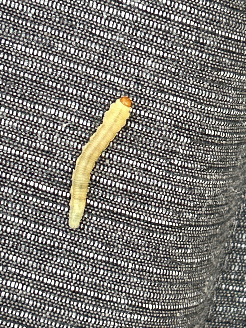 Si vede la larva giallastro di una tignola dei vestiti con la testa scura che striscia su un tessuto scuro e strutturato.