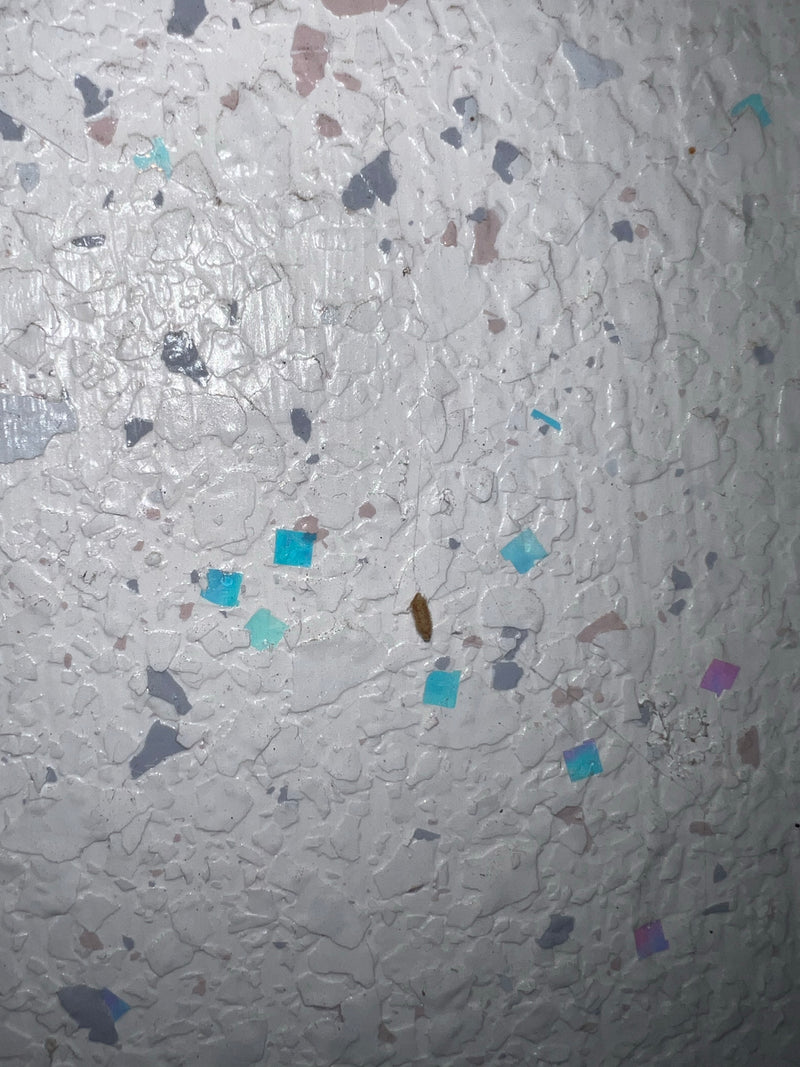 Una piccola tignola dei vestiti riposa tranquillamente su una parete chiara e strutturata con macchie colorate.