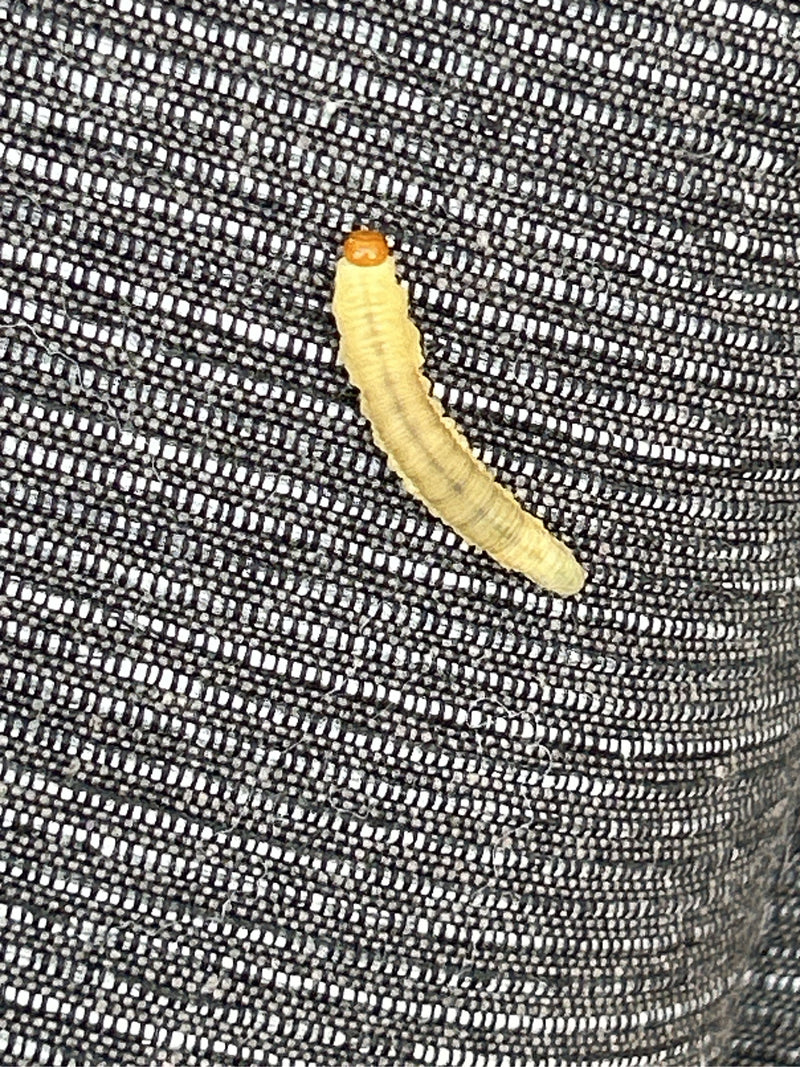 Si vede la larva di una tignola dei vestiti che striscia su un tessuto grigio. Il corpo chiaro e la capsula cefalica marrone sono chiaramente riconoscibili.