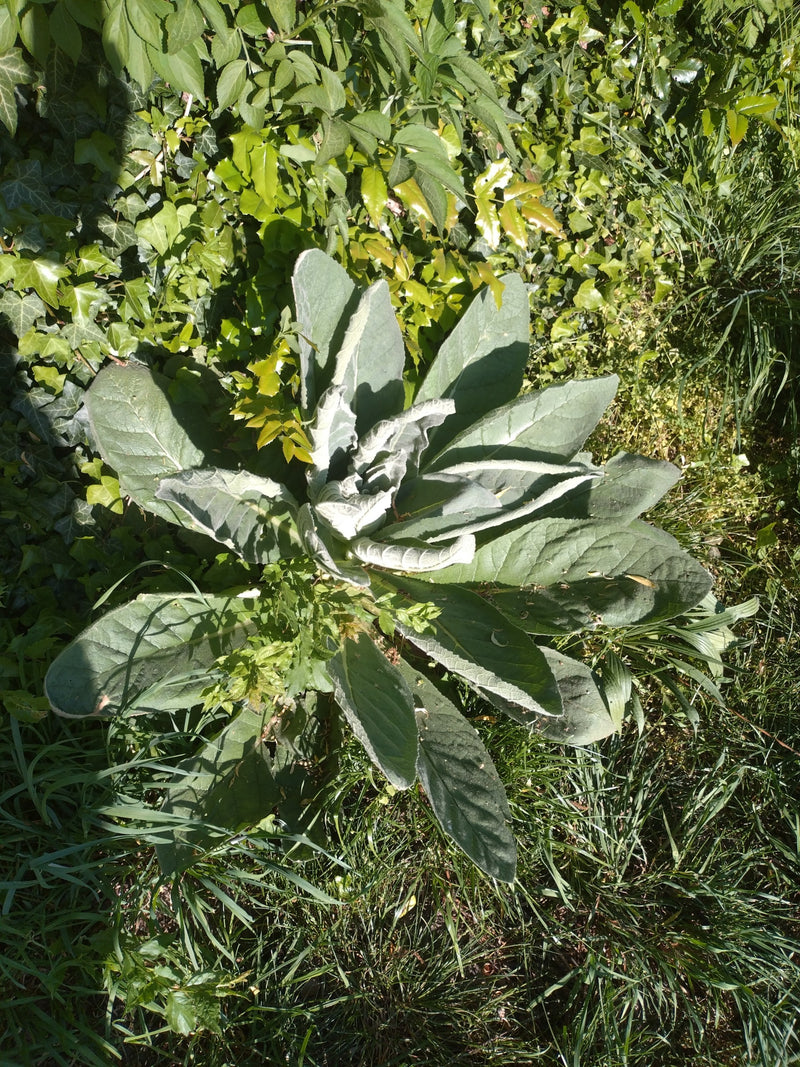Verbasco a fiore piccolo — Bild 1
