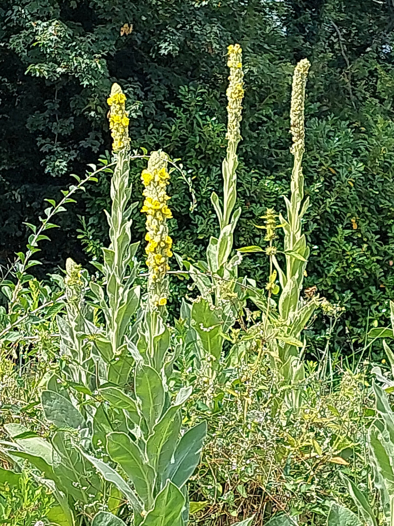 L'immagine mostra diverse piante erette con fiori gialli di tasso barbasso. Si trovano davanti a uno sfondo verde di arbusti.