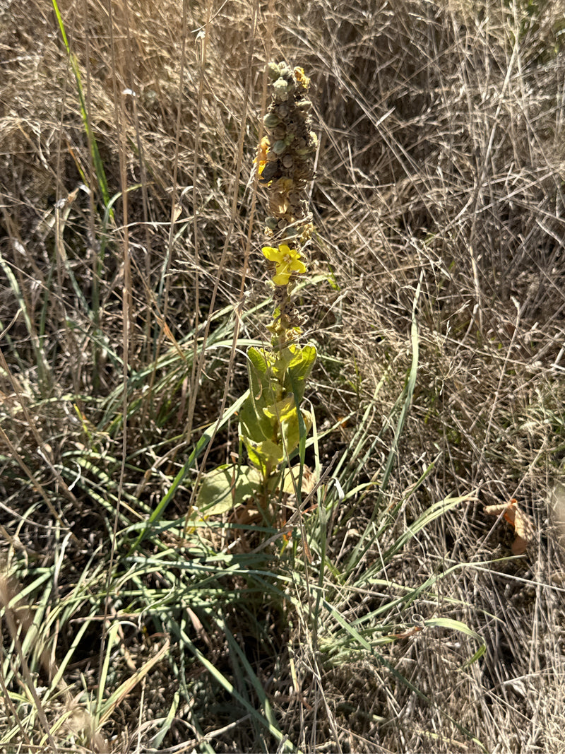 Un tasso barbasso con spiga floreale eretta e un fiore giallo si trova tra l'erba secca.