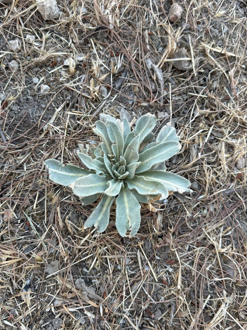 È visibile la rosetta basale di foglie di un giovane tasso barbasso che cresce su terreno secco. Le tipiche foglie feltrate e verde-grigie sono chiaramente r...