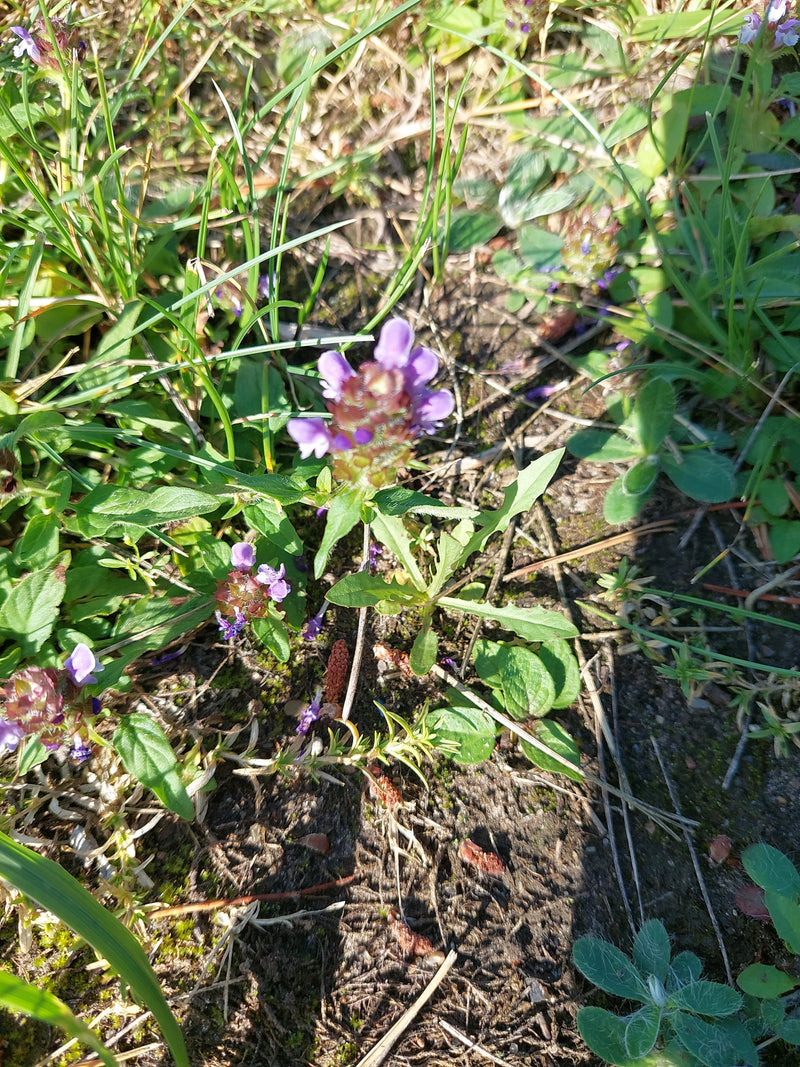 La piccola Braunelle — foto 1 di 10