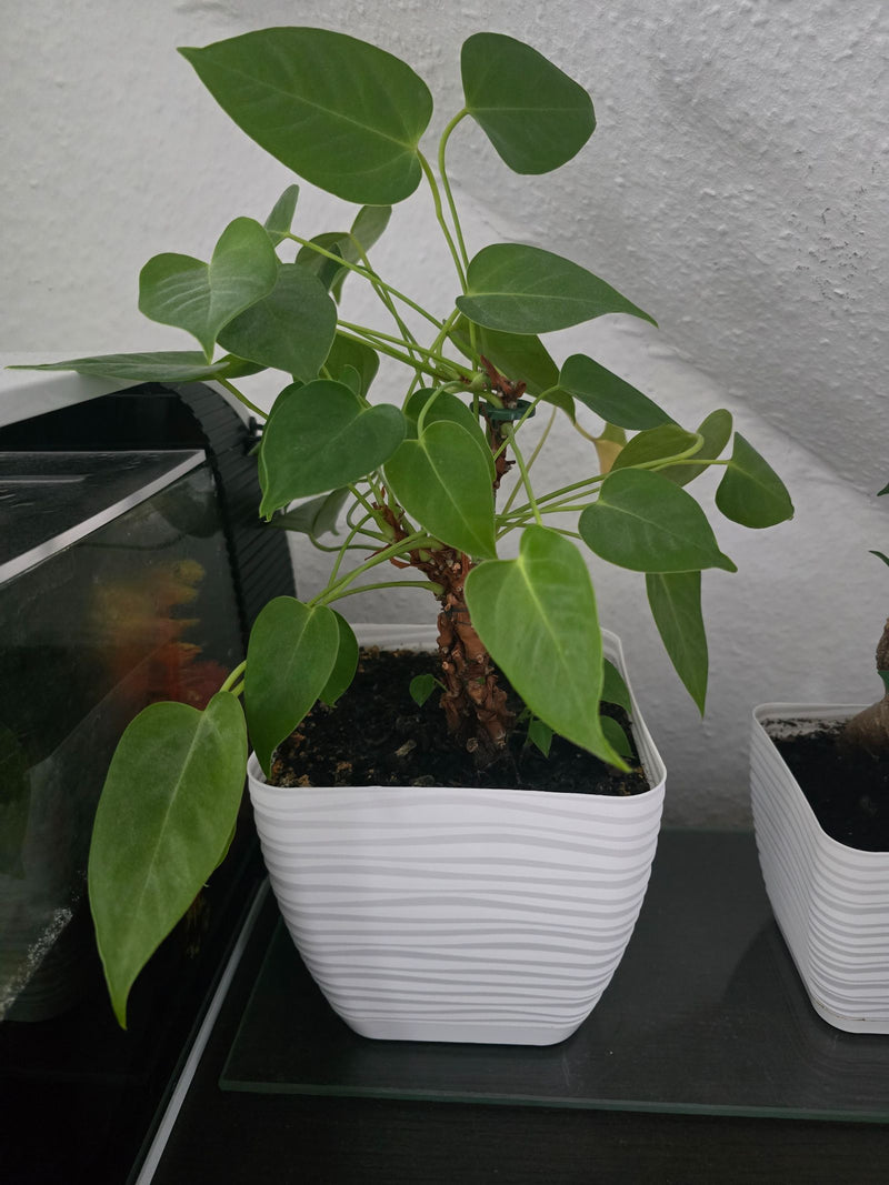 Fiore di fenicottero — Bild 1