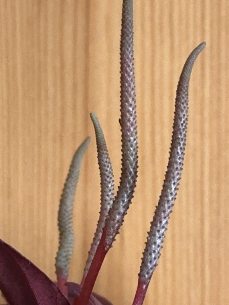 L'immagine mostra diversi caratteristici spadici a spirale di un'anturio. Si ergono diritti davanti a una parete di legno chiaro.