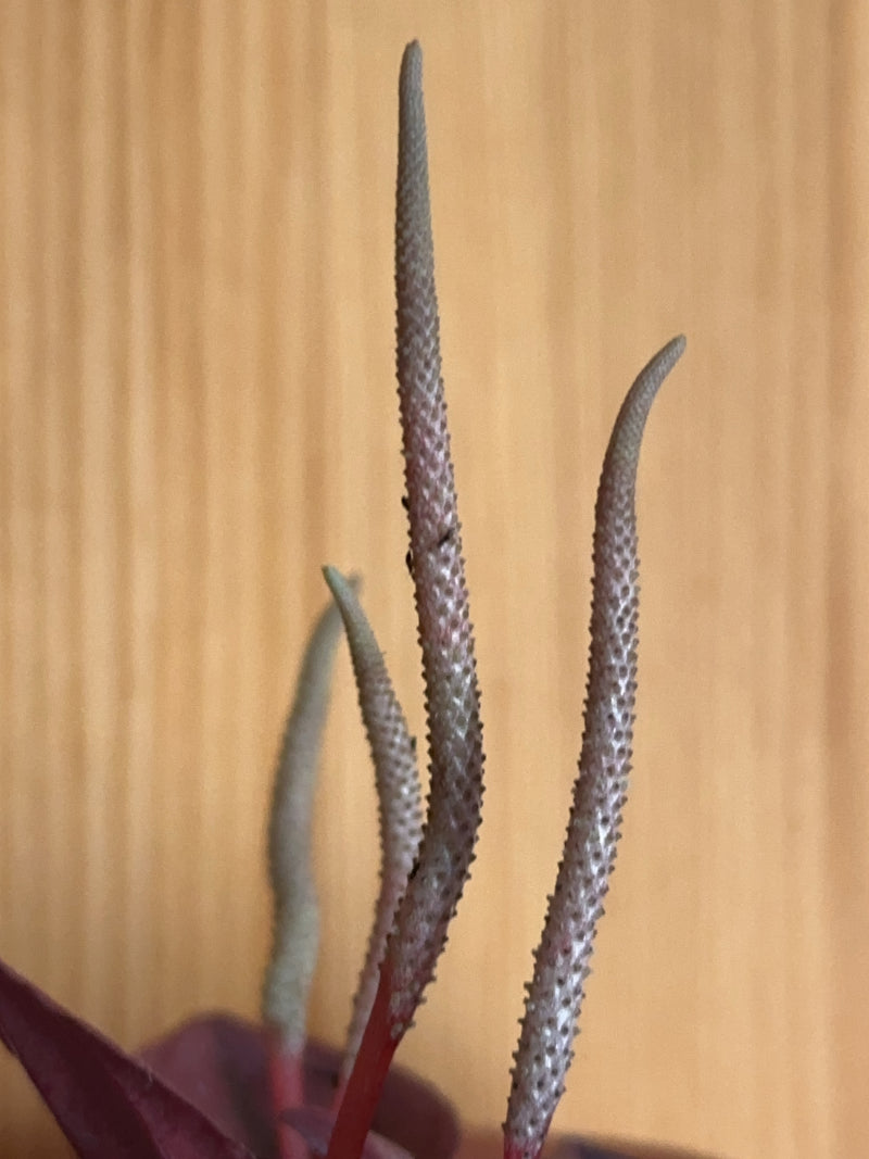Sono visibili i caratteristici spadici contorti di un'Anthurium davanti a una parete di legno chiaro. La pianta è in fase di fioritura.