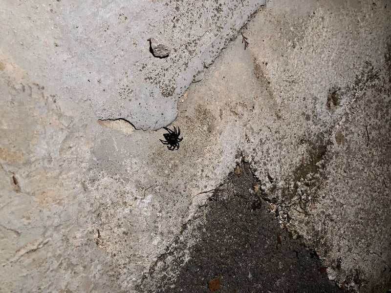 Un ragno è chiaramente visibile seduto su un muro di cemento ruvido. Lo scatto mostra l'animale da una prospettiva ravvicinata nel suo ambiente verticale.