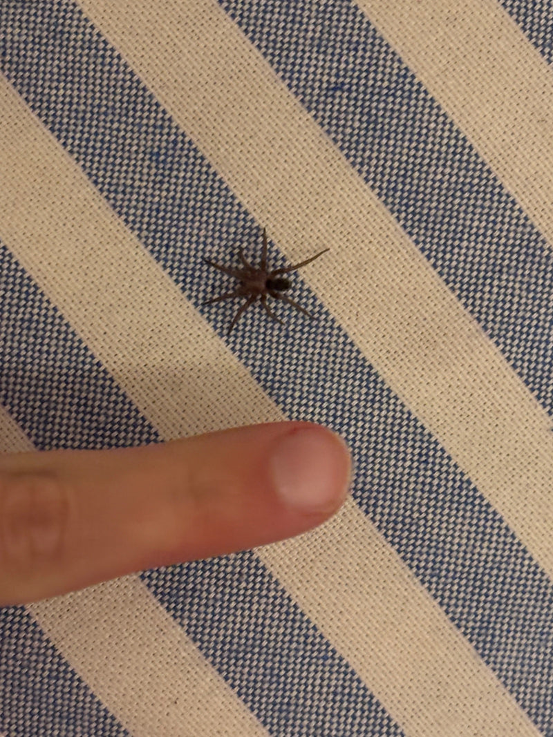 Un ragno casalingo marrone è seduto su una superficie di tessuto a righe blu e bianche. Accanto al ragno si vede un dito umano come riferimento.