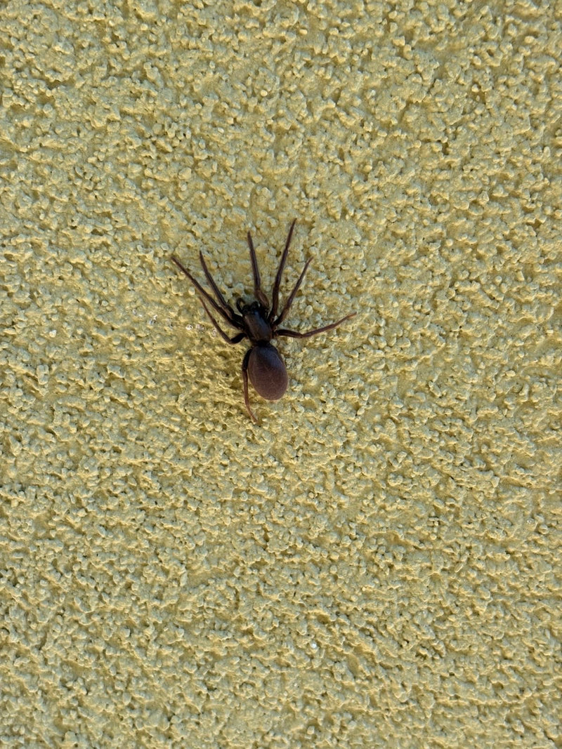 Un ragno scuro è seduto su un muro giallo strutturato. Rimane immobile sull'intonaco.