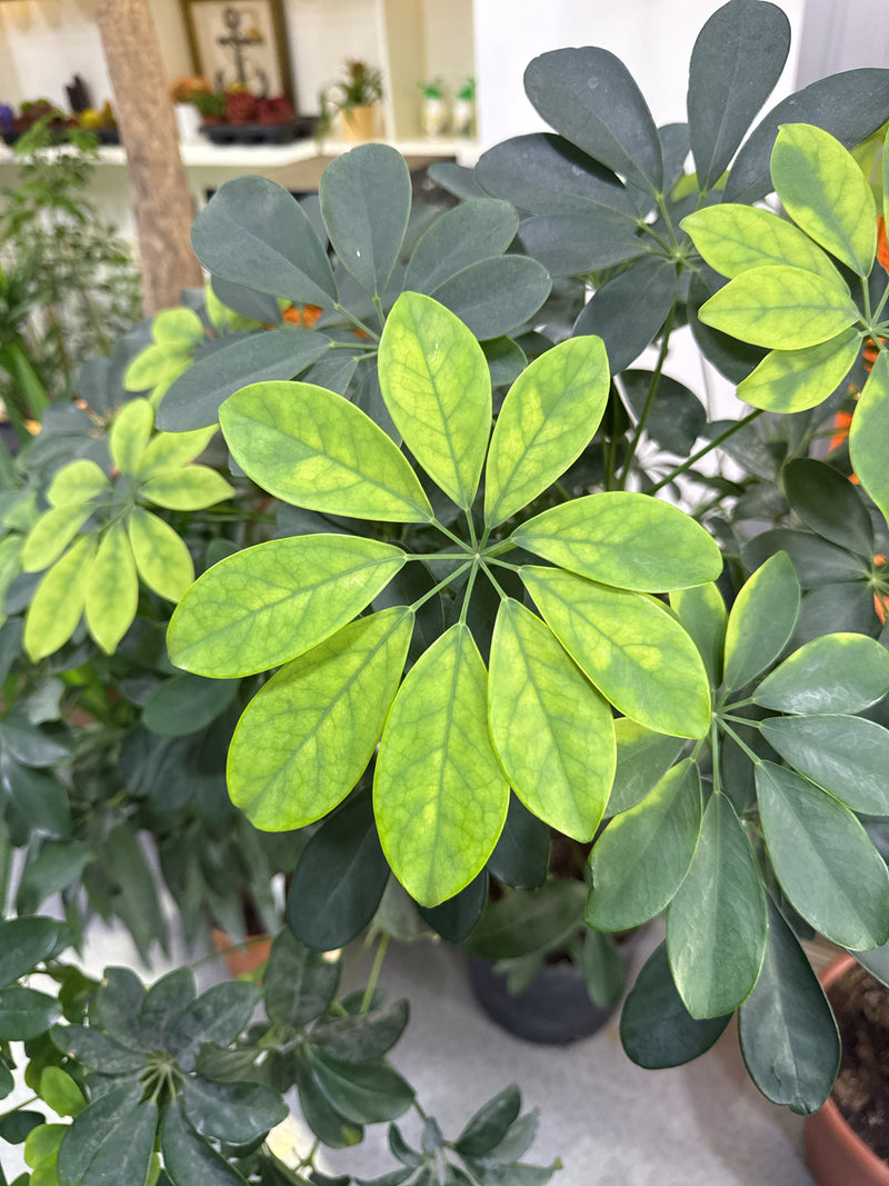 Si vede un primo piano delle tipiche foglie multifito di un albero dell'ombrello nano. Le foglie verde chiaro e scuro sono disposte in una rosetta caratteris...