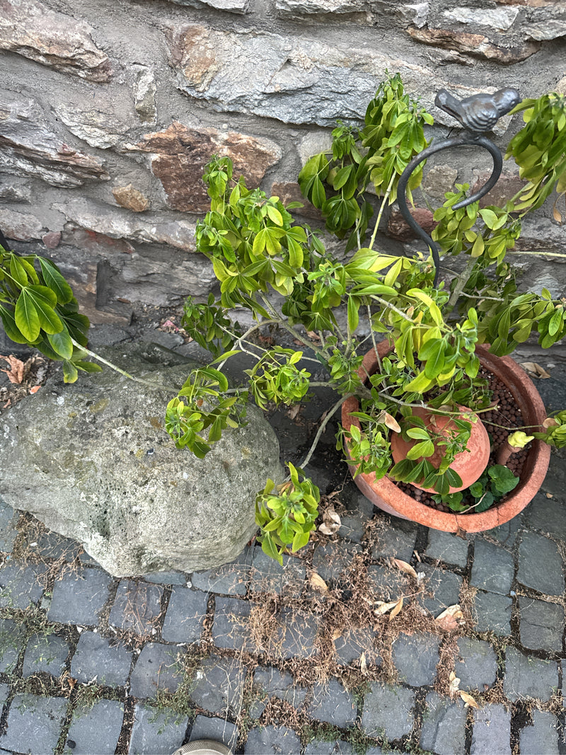 L'immagine mostra una Schefflera in un vaso da fiori posizionato a terra davanti a un muro di pietra. La pianta presenta foglie verdi palmate.