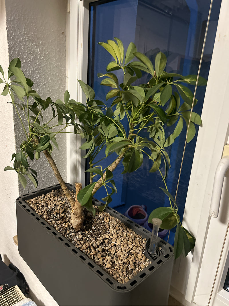 Si vede un sano albero dell'ombrello nano in una fioriera allungata. La pianta si trova all'interno davanti a una finestra.