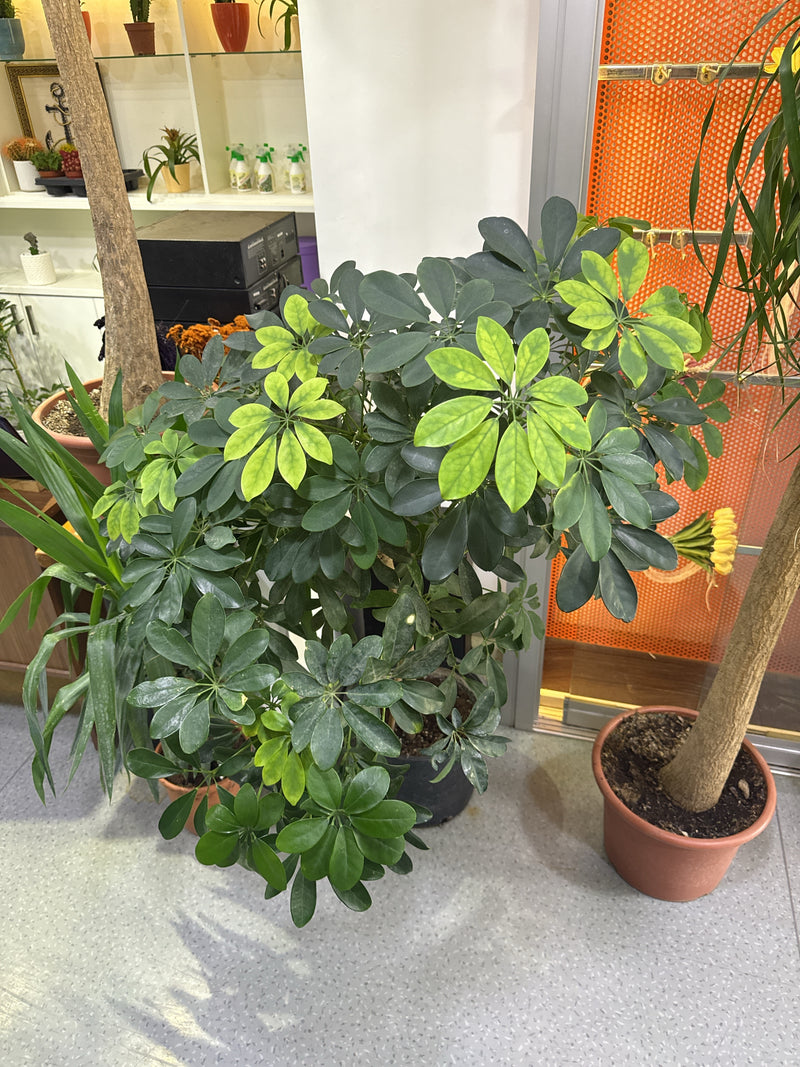 È visibile una sana Schefflera in un vaso di piante al chiuso. Le caratteristiche foglie palmate mostrano toni verdi e giallo chiaro.