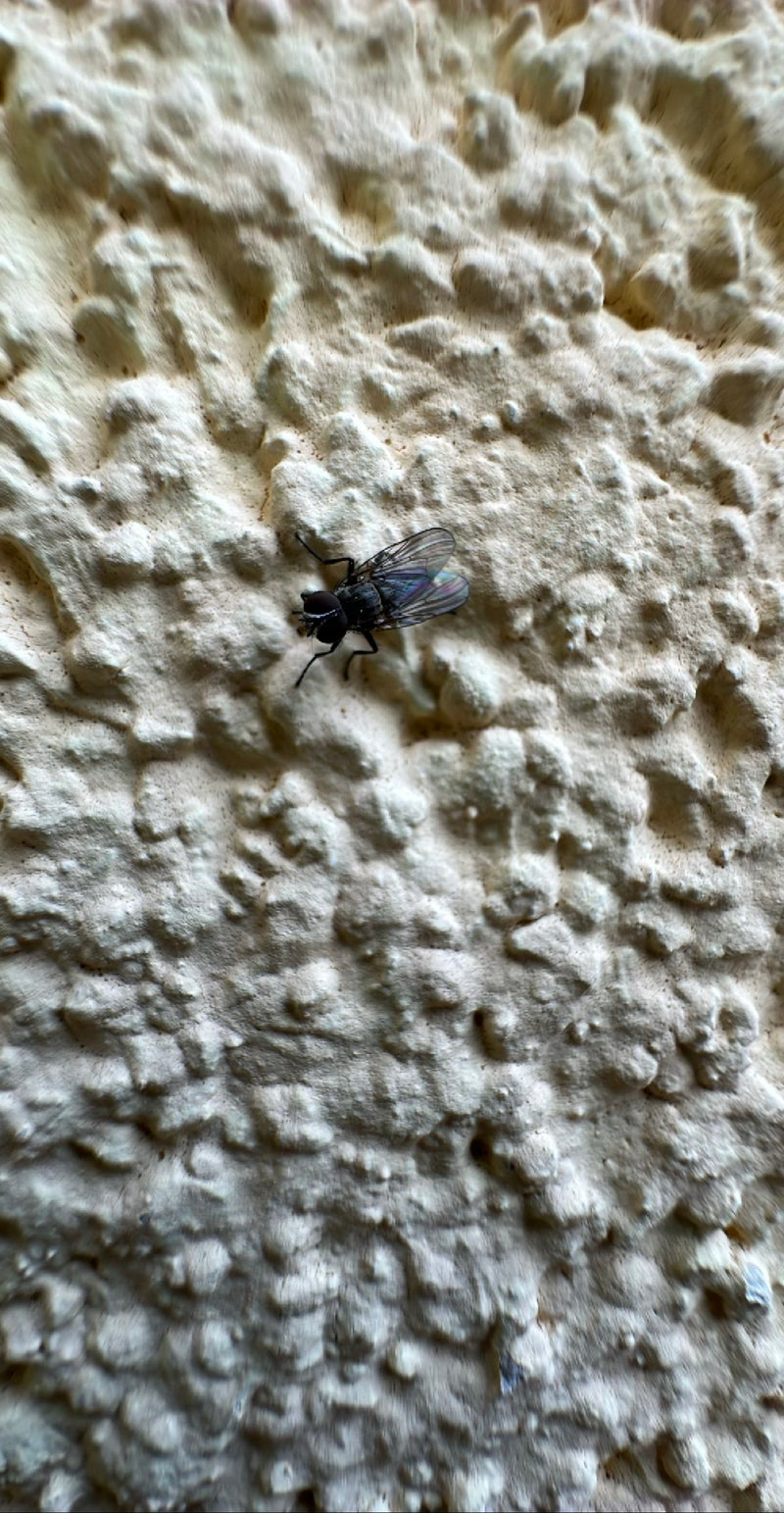 Piccola mosca domestica — Bild 1