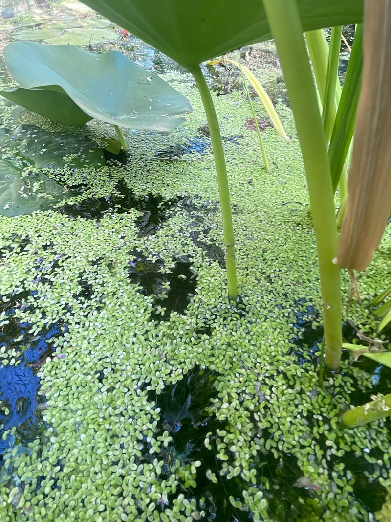 Piccola lenticchia d'acqua — Bild 1