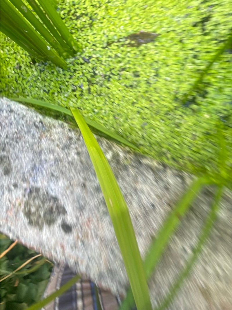 Piccola lenticchia d'acqua — Bild 3