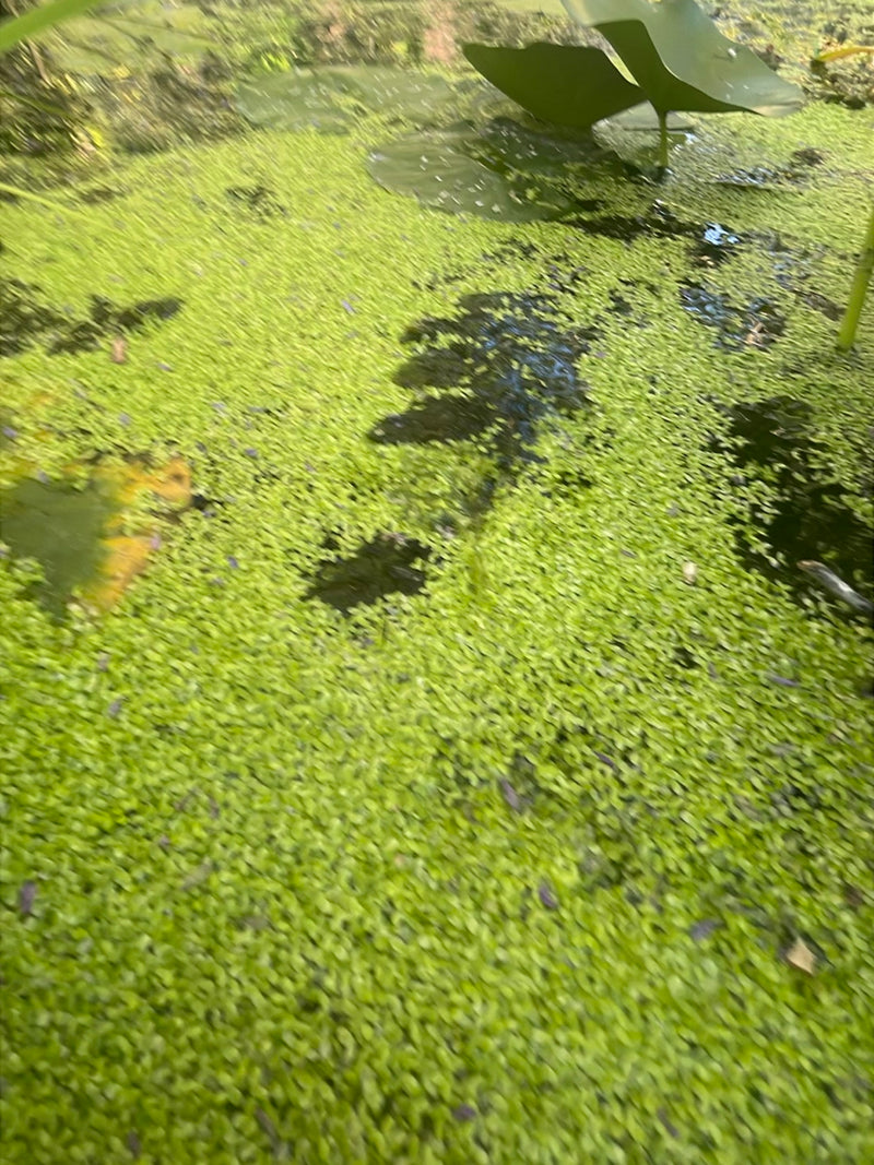 Piccola lenticchia d'acqua — Bild 2