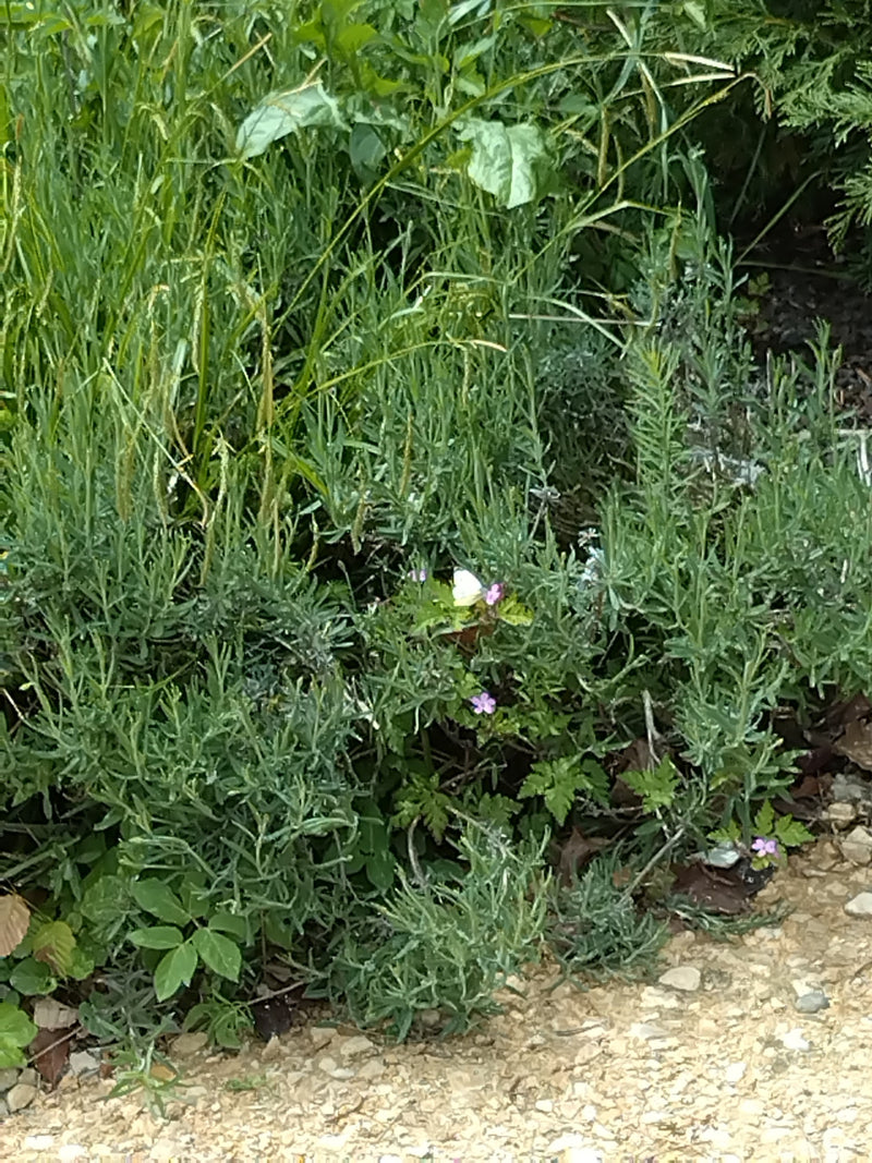 Piccola farfalla bianca di cavolo cappuccio — Bild 5
