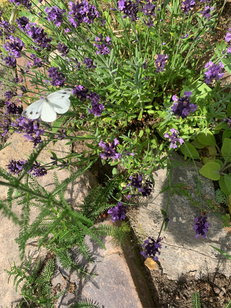Una piccola cavolaia minore è posata sui fiori viola della lavanda. Sfondo con altre piante e pietre.